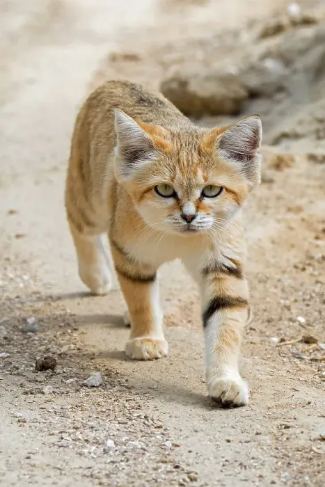 Framed Print : Sand cat (Felis margarita) walking over sandy ground. Captive, occurs in North Africa, the Arabian Peninsula, Pakistan and the Middle East Framed Print : Sand cat (Felis margarita) walking over sandy ground. Captive, occurs in North Africa, the Arabian Peninsula, Pakistan and the Middle East