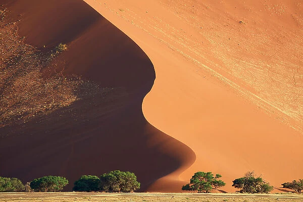 Sand dunes and acacia trees (Acacia sp.), Sossusvlei UNESCO World Heritage Site, Namib-Naukluft National Park, Namibia