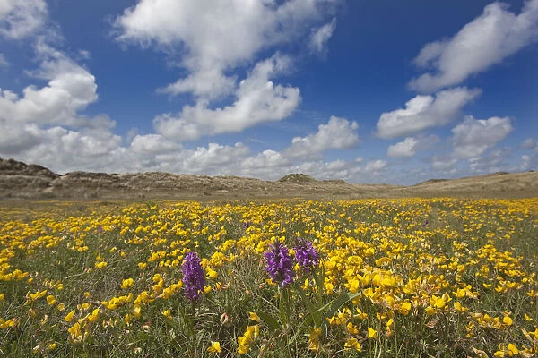 Sand dunes covered in flowering plants including Yellow horned poppy (Glaucium flavum