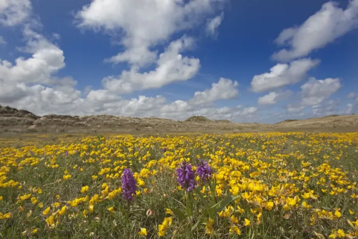 Framed Print : Sand dunes covered in flowering plants including Yellow horned poppy (Glaucium flavum