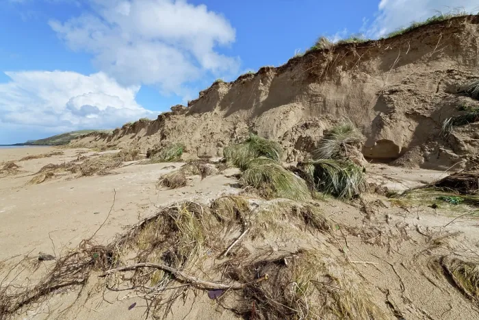 Framed Print : Sand dunes heavily eroded by winter storms and tidal surges, Daymer Bay, Trebetherick, Cornwall, England, UK. March, 2024