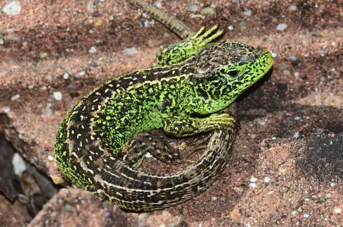 Framed Print : Sand lizard (Lacerta agilis) male basking. Dorset, England, UK, May Framed Print : Sand lizard (Lacerta agilis) male basking. Dorset, England, UK, May