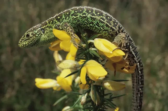 Framed Print : Sand lizard {Lacerta agilis} male on gorse flowers, Purbeck, Dorset UK Framed Print : Sand lizard {Lacerta agilis} male on gorse flowers, Purbeck, Dorset UK