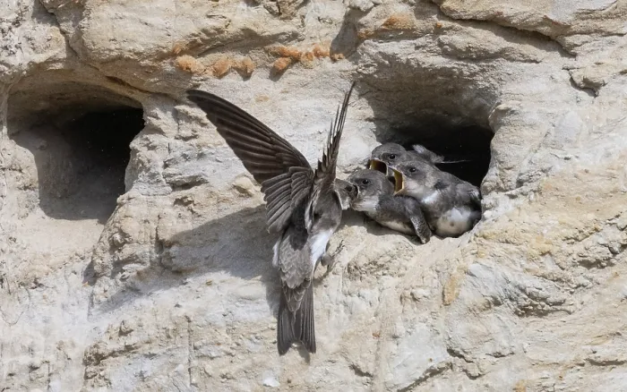 Framed Print : Sand martin (Riparia riparia) perched at entrance to nest hole in cliff, feeding chicks, Finland. June Framed Print : Sand martin (Riparia riparia) perched at entrance to nest hole in cliff, feeding chicks, Finland. June