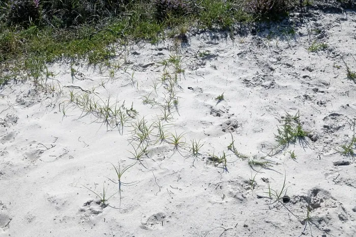 Framed Print : Sand sedge (Carex arenaria) immature plants growing from two underground stolons beginning to colonise a bare area in sand dunes, Dorset, England, UK. July