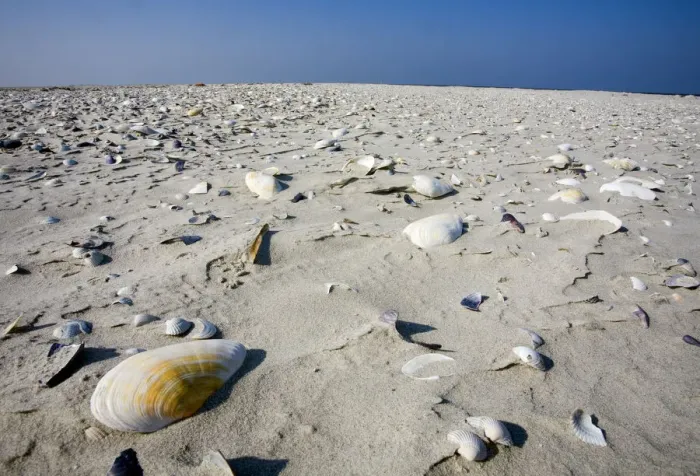Framed Print : Sand and shells, Japsand, Schleswig-Holstein Wadden Sea National Park, Germany, April Framed Print : Sand and shells, Japsand, Schleswig-Holstein Wadden Sea National Park, Germany, April
