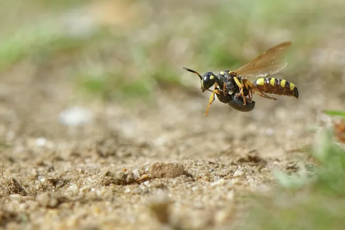 Framed Print : Sand tailed digger wasp (Cerceris arenaria) female flying to its nest burrow a paralysed Weevil (Strophosoma sp.) prey, food for its larvae, Dorset, England, UK. August Framed Print : Sand tailed digger wasp (Cerceris arenaria) female flying to its nest burrow a paralysed Weevil (Strophosoma sp.) prey, food for its larvae, Dorset, England, UK. August