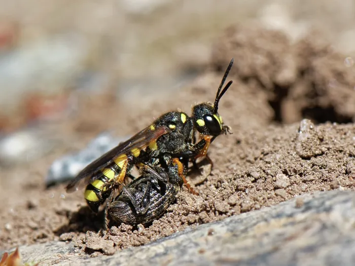 Framed Print : Sand tailed digger wasp (Cerceris arenaria) approaching its nest burrow with paralysed Vine weevil (Otiorhynchus sulcatus) prey, food for its larvae, The Lizard, Cornwall Framed Print : Sand tailed digger wasp (Cerceris arenaria) approaching its nest burrow with paralysed Vine weevil (Otiorhynchus sulcatus) prey, food for its larvae, The Lizard, Cornwall