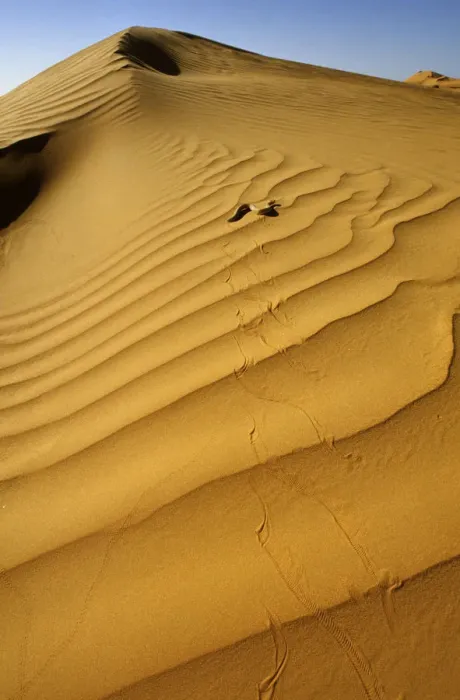 Framed Print : Sand Viper (Cerastes vipera) side winding across sand dunes, near Chingueti, Mauritania Framed Print : Sand Viper (Cerastes vipera) side winding across sand dunes, near Chingueti, Mauritania