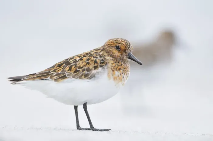 Framed Print : Sanderling (Calidris alba) in breeding plumage, standing on shoreline, Outer Hebrides Framed Print : Sanderling (Calidris alba) in breeding plumage, standing on shoreline, Outer Hebrides