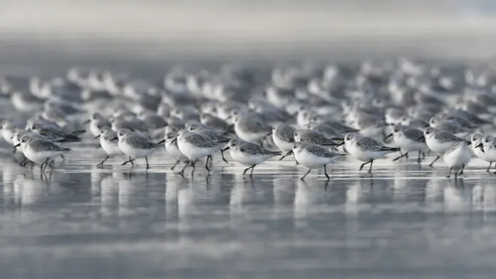 Framed Print : Sanderling (Calidris alba) Britanny, France, October