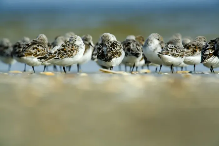Framed Print : Sanderling (Calidris alba) flock roosting, Bhl, Germany, April 2009 Framed Print : Sanderling (Calidris alba) flock roosting, Bhl, Germany, April 2009