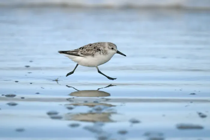 Framed Print : Sanderling (Calidris alba) running across beach, Texel the Netherlands, April Framed Print : Sanderling (Calidris alba) running across beach, Texel the Netherlands, April