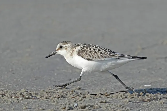 Framed Print : Sanderling (Calidris alba) running at full speed along beach, Denmark. September Framed Print : Sanderling (Calidris alba) running at full speed along beach, Denmark. September
