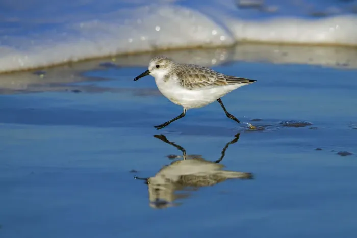 Framed Print : Sanderling (Calidris alba) running along the tide-line, reflected in the mud, Norfolk, England, UK Framed Print : Sanderling (Calidris alba) running along the tide-line, reflected in the mud, Norfolk, England, UK