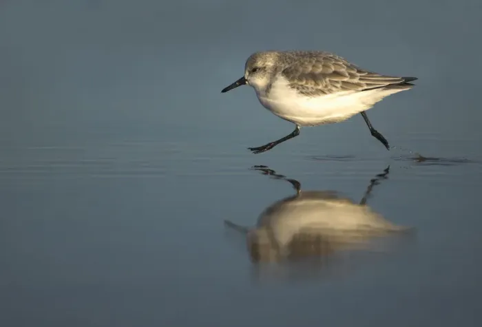 Framed Print : Sanderling (Calidris alba) running on the tideline, Snettisham, Norfolk, December Framed Print : Sanderling (Calidris alba) running on the tideline, Snettisham, Norfolk, December