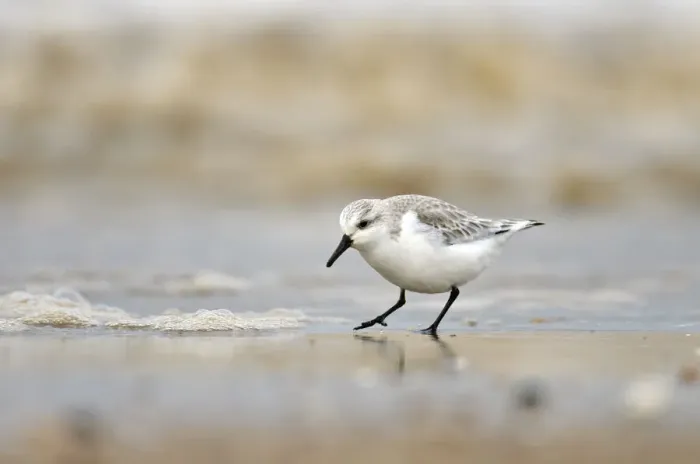Framed Print : Sanderling (Calidris alba) in winter plumage feeding on tideline, The Wash, Norfolk, March Framed Print : Sanderling (Calidris alba) in winter plumage feeding on tideline, The Wash, Norfolk, March