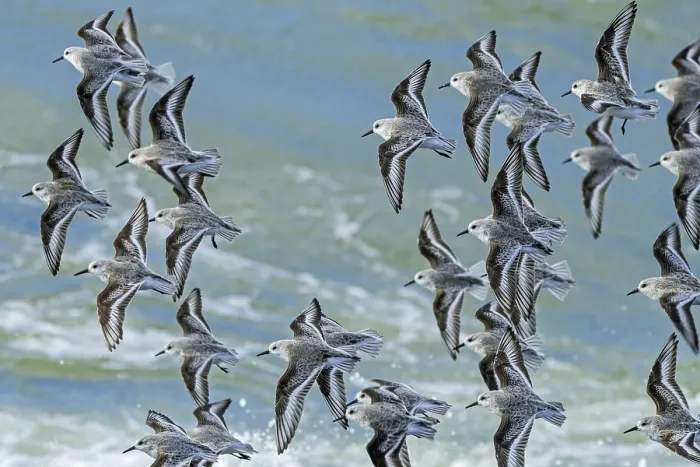 Framed Print : Sanderlings (Calidris alba) flock in flight over stormy sea, Zeeland, Netherlands, North Sea. March Framed Print : Sanderlings (Calidris alba) flock in flight over stormy sea, Zeeland, Netherlands, North Sea. March