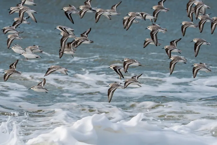 Framed Print : Sanderlings (Calidris alba) flock in flight over stormy sea, Zeeland, Netherlands, North Sea. March