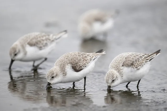 Framed Print : Four Sanderlings (Calidris alba) foraging at low tide, Zeeland, The Netherlands. February Framed Print : Four Sanderlings (Calidris alba) foraging at low tide, Zeeland, The Netherlands. February