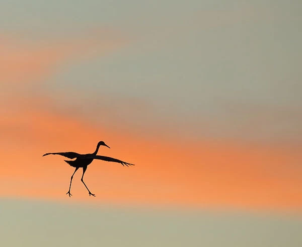 Sandhill crane (Grus canadensis) landing at sunset