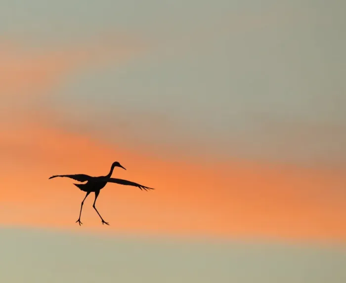 Framed Print : Sandhill crane (Grus canadensis) landing at sunset Framed Print : Sandhill crane (Grus canadensis) landing at sunset