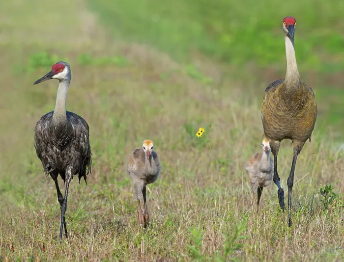 Framed Print : Sandhill cranes (Antigone canadensis) pair, with two chicks walking in grassland, near Venice, Florida, USA. March Framed Print : Sandhill cranes (Antigone canadensis) pair, with two chicks walking in grassland, near Venice, Florida, USA. March