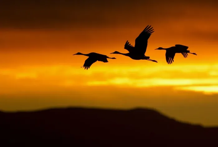 Framed Print : Sandhill Cranes (Grus canadensis) in flight silhouetted against dawn light. Bosque del Apache Framed Print : Sandhill Cranes (Grus canadensis) in flight silhouetted against dawn light. Bosque del Apache
