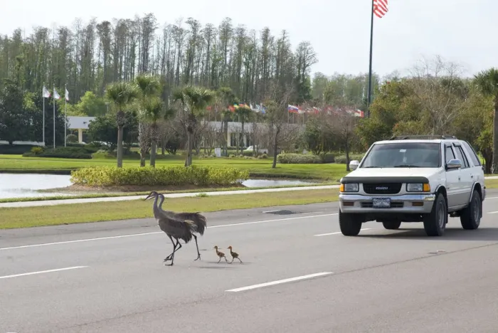 Framed Print : Sandhill cranes (Grus canadensis) (Florida race), adult with two small chicks crossing highway