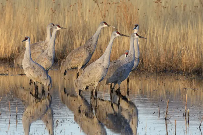 Framed Print : Sandhill cranes (Grus canadensis) group in marshland, winter, Bosque del Apache National Framed Print : Sandhill cranes (Grus canadensis) group in marshland, winter, Bosque del Apache National