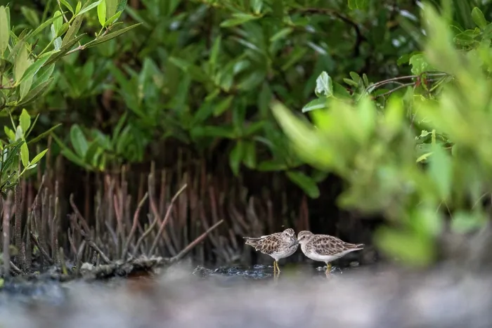 Framed Print : Two Least sandpipers (Calidris minutilla) sheltering between the aerial roots of Black mangroves (Avicennia germinans), Spanish lagoon, Aruba Framed Print : Two Least sandpipers (Calidris minutilla) sheltering between the aerial roots of Black mangroves (Avicennia germinans), Spanish lagoon, Aruba