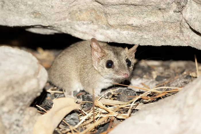 Framed Print : Sandstone false antechinus (Pseudantechinus bilarni) foraging on a scree slope at night, Adelaide RIver Hills, Northern Territory, Australia Framed Print : Sandstone false antechinus (Pseudantechinus bilarni) foraging on a scree slope at night, Adelaide RIver Hills, Northern Territory, Australia