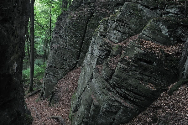 Sandstone formation in a European beech forest (Fagus sylvatica) Beaufort, Mullerthal