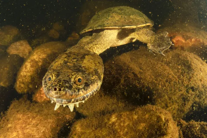 Framed Print : Sandstone long-necked turtle (Chelodina burrungandjii) actively foraging at night Framed Print : Sandstone long-necked turtle (Chelodina burrungandjii) actively foraging at night