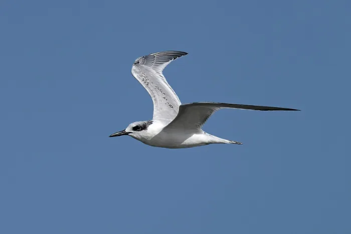 Framed Print : Sandwich tern (Sterna sandvicensis) juvenile, in flight against blue sky, Norfolk, England, UK. September Framed Print : Sandwich tern (Sterna sandvicensis) juvenile, in flight against blue sky, Norfolk, England, UK. September