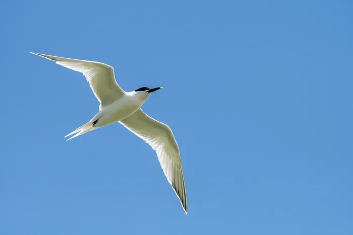 Framed Print : Sandwich tern (Thalasseus sandvicensis) in breeding plumage in flight against blue sky, Zeeland, Netherlands. May Framed Print : Sandwich tern (Thalasseus sandvicensis) in breeding plumage in flight against blue sky, Zeeland, Netherlands. May