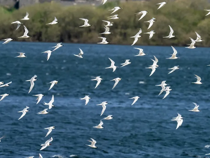 Framed Print : Sandwich tern (Thalasseus sandvicensis) flock in flight over lagoon, Hodbarrow Nature Reserve, Millom, Cumbria, UK. April Framed Print : Sandwich tern (Thalasseus sandvicensis) flock in flight over lagoon, Hodbarrow Nature Reserve, Millom, Cumbria, UK. April