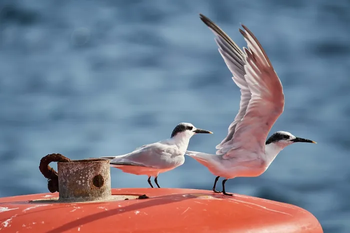 Framed Print : Two Sandwich terns (Thalasseus sandvicensis) portrait, one about to take flight, Adriatic Sea, Croatia. October Framed Print : Two Sandwich terns (Thalasseus sandvicensis) portrait, one about to take flight, Adriatic Sea, Croatia. October