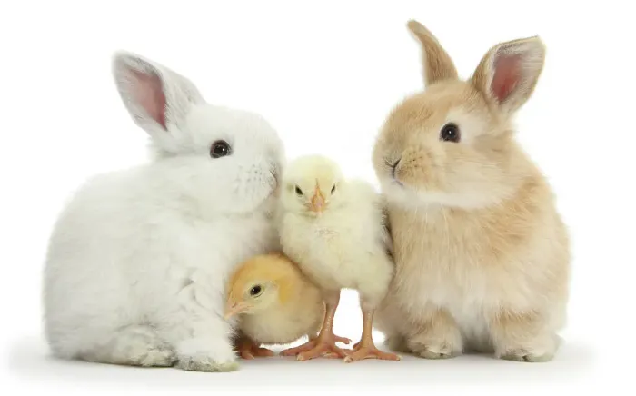 Framed Print : Two Sandy and white rabbits with two yellow Bantam chicks, portrait Framed Print : Two Sandy and white rabbits with two yellow Bantam chicks, portrait