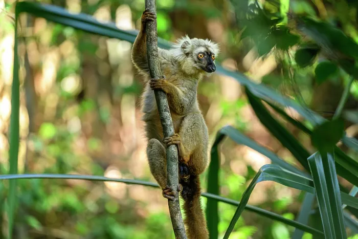 Framed Print : Sanford's brown lemur (Eulemur sanfordi) male, climbing up branch in forest understorey, Andrafiamena-Andavakoera Protected Forest, northern Madagascar. Endangered