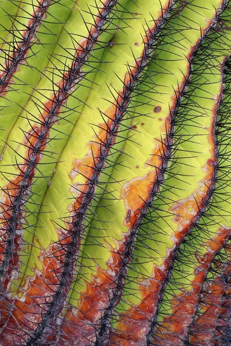 Framed Print : Santa Catalina barrel cactus (Ferocactus diguetii) spines close up. Santa Catalina Island, Loreto Bay National Park, Sea of Cortez, Mexico. May Framed Print : Santa Catalina barrel cactus (Ferocactus diguetii) spines close up. Santa Catalina Island, Loreto Bay National Park, Sea of Cortez, Mexico. May