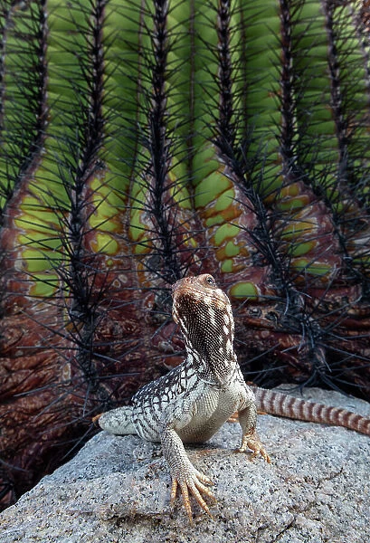 Santa Catalina Island desert iguana (Dipsosaurus catalinensis) in front of Santa Catalina barrel cactus (Ferocactus diguetii), Santa Catalina Island, Loreto Bay National Park, Sea of Cortez, Mexico. May
