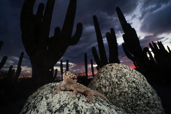 Santa Catalina Island leaf-toed gecko (Phyllodactylus bugastrolepis) in front of Mexican giant cardon cactuses (Pachycereus pringlei). Santa Catalina Island, Loreto Bay National Park, Sea of Cortez, Mexico. May