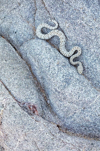 Santa Catalina Island rattlesnake (Crotalus catalinensis), only rattlesnake without rattle, slithering in rock. Santa Catalina Island, Loreto Bay National Park, Sea of Cortez, Mexico. May