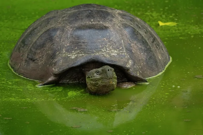 Framed Print : Santa Cruz giant tortoise (Chelonoidis porteri) resting in a pond covered in green algae, Santa Cruz Island, Galapagos National Park, Ecuador Framed Print : Santa Cruz giant tortoise (Chelonoidis porteri) resting in a pond covered in green algae, Santa Cruz Island, Galapagos National Park, Ecuador