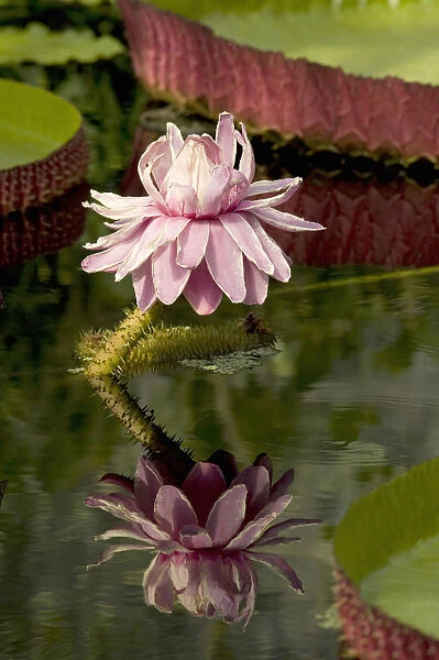 Santa Cruz water lily (Victoria cruziana) flower reflected in pond
