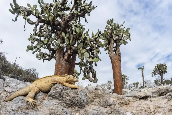 Framed Print : Santa Fe land iguana (Conolophus pallidus) with Giant prickly-pear cactus (Opuntia echios) Framed Print : Santa Fe land iguana (Conolophus pallidus) with Giant prickly-pear cactus (Opuntia echios)