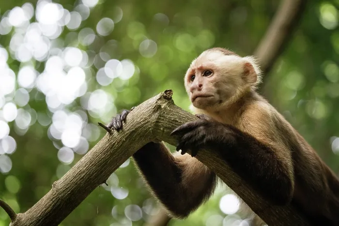 Framed Print : Santa Marta white-fronted capuchin (Cebus malitiosus) resting on branch, portrait, Tayrona National Park, Colombia. Endangered Framed Print : Santa Marta white-fronted capuchin (Cebus malitiosus) resting on branch, portrait, Tayrona National Park, Colombia. Endangered