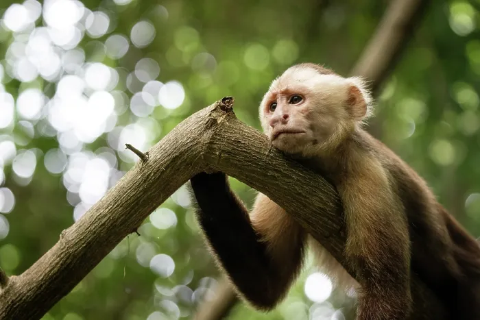 Framed Print : Santa Marta white-fronted capuchin (Cebus malitiosus) resting on branch, portrait, Tayrona National Park, Colombia. Endangered Framed Print : Santa Marta white-fronted capuchin (Cebus malitiosus) resting on branch, portrait, Tayrona National Park, Colombia. Endangered