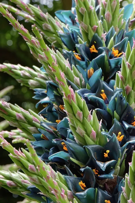 Framed Print : Sapphire tower (Puya alpestris) a Chilean bromeliad flowering in a sheltered British garden, south Cornwall, England, UK. June Framed Print : Sapphire tower (Puya alpestris) a Chilean bromeliad flowering in a sheltered British garden, south Cornwall, England, UK. June